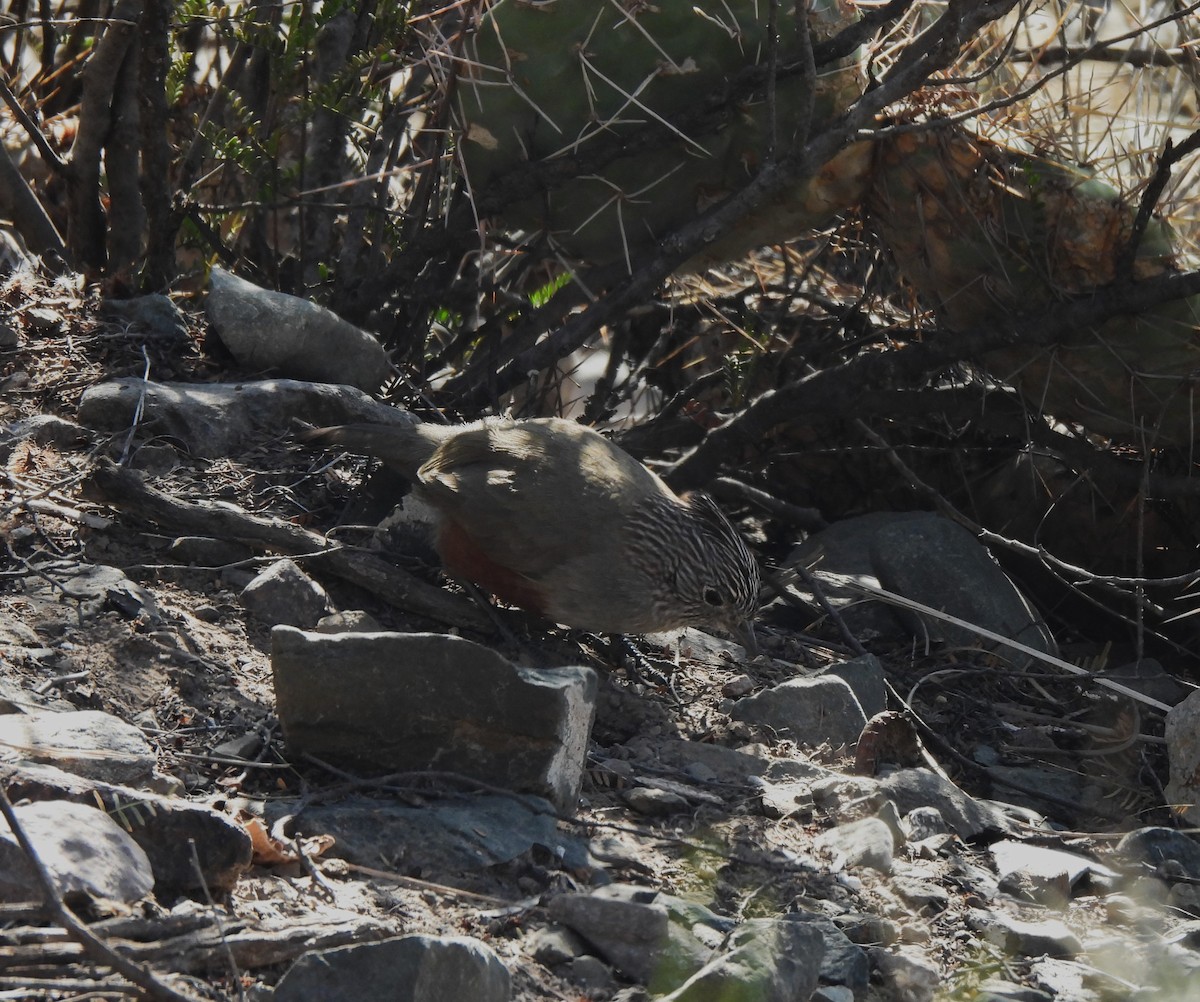 Crested Gallito - ML639227469