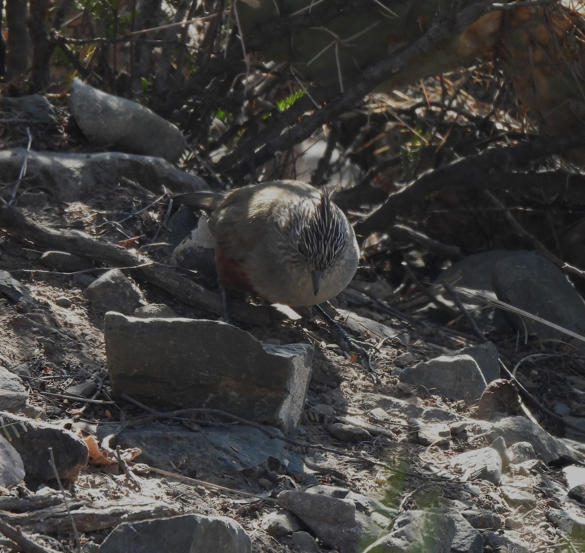 Crested Gallito - ML639227470