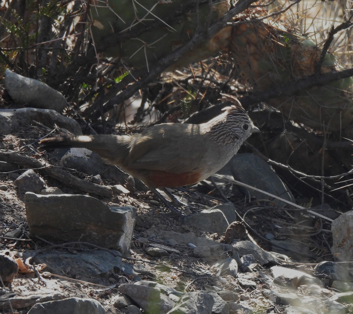 Crested Gallito - ML639227471