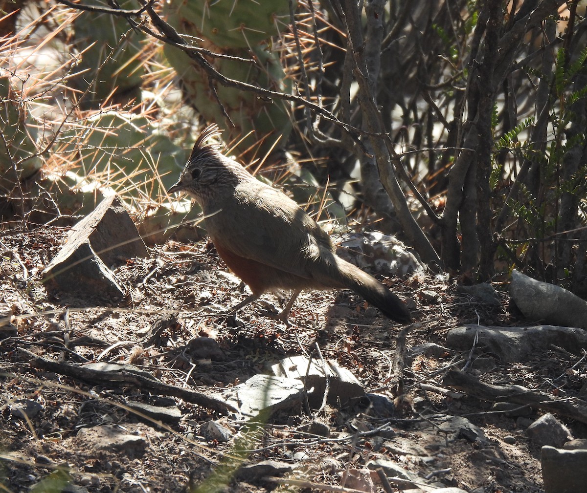 Crested Gallito - ML639227472