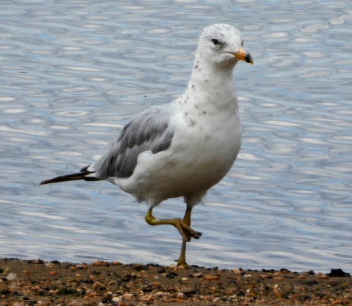Ring-billed Gull - ML639227480