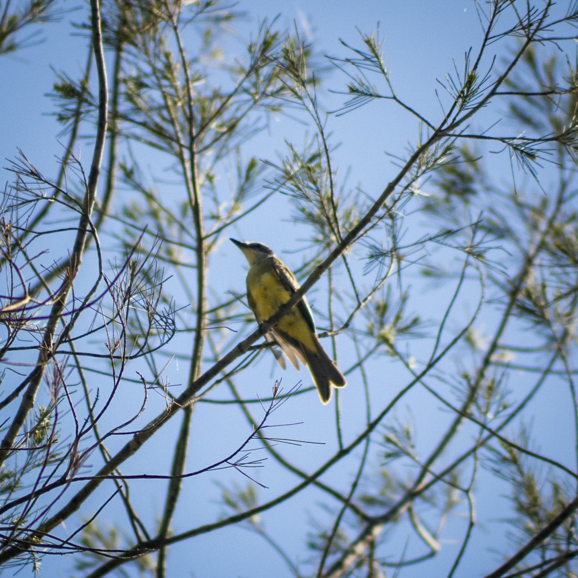 Tropical Kingbird - ML639227818