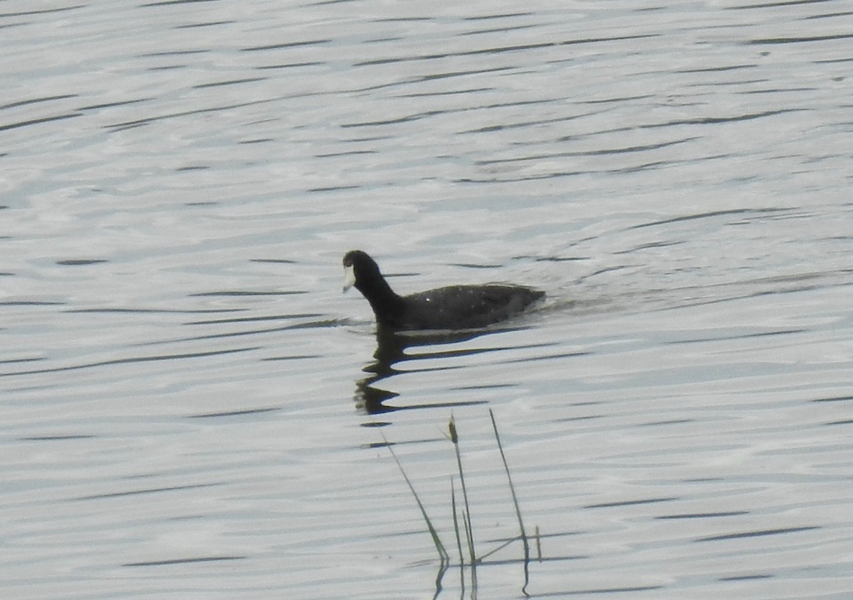 American Coot - ML63922791