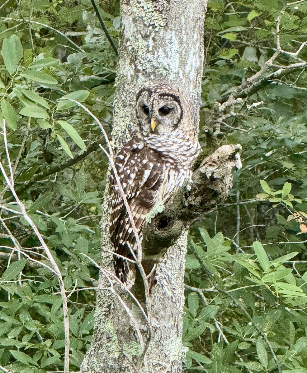 Barred Owl - ML639227966