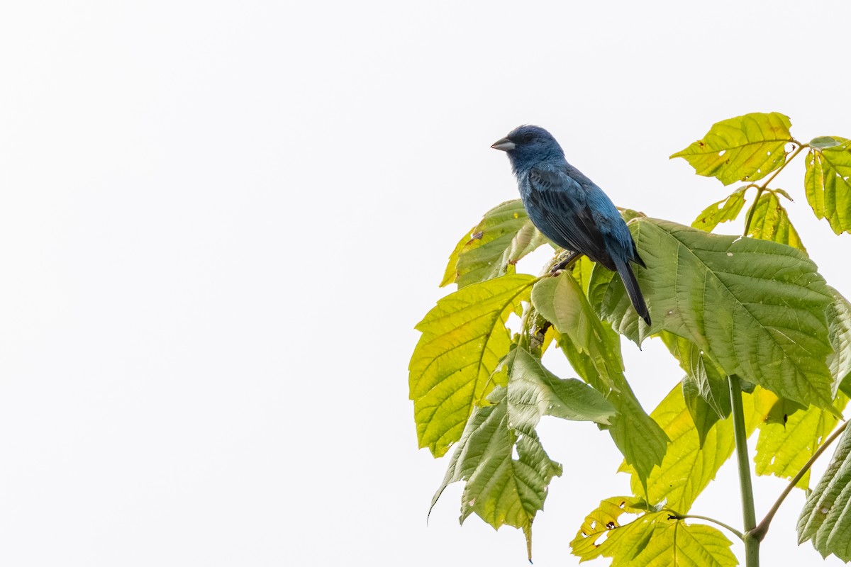 Passerin indigo - ML639227992