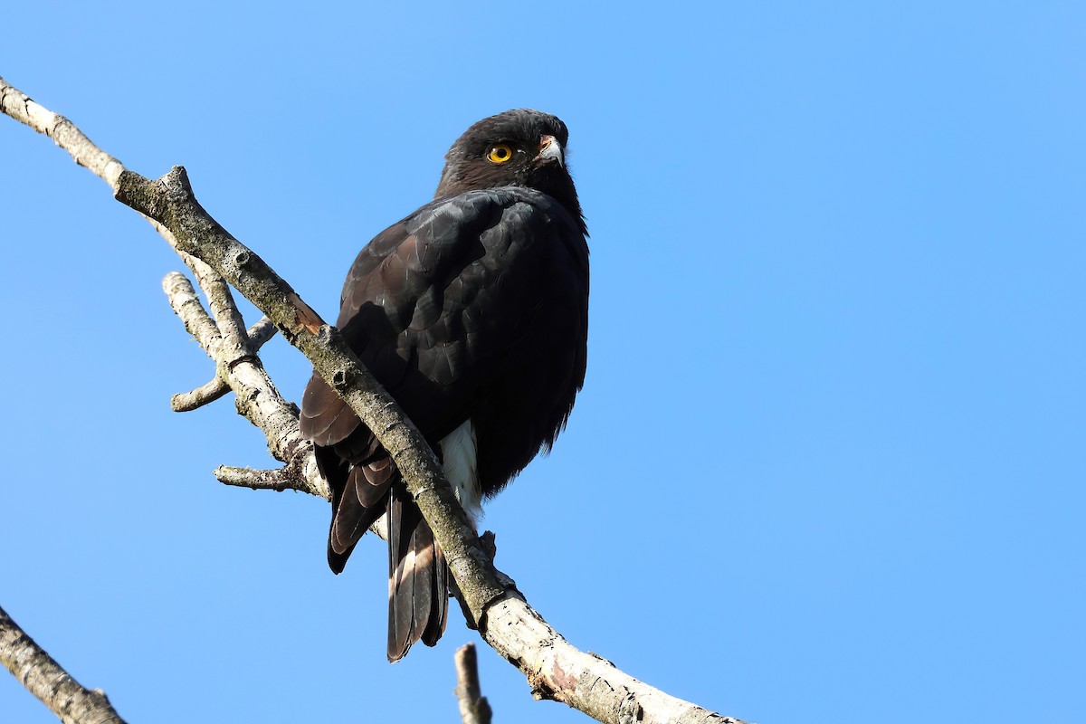 White-rumped Hawk - ML639227996