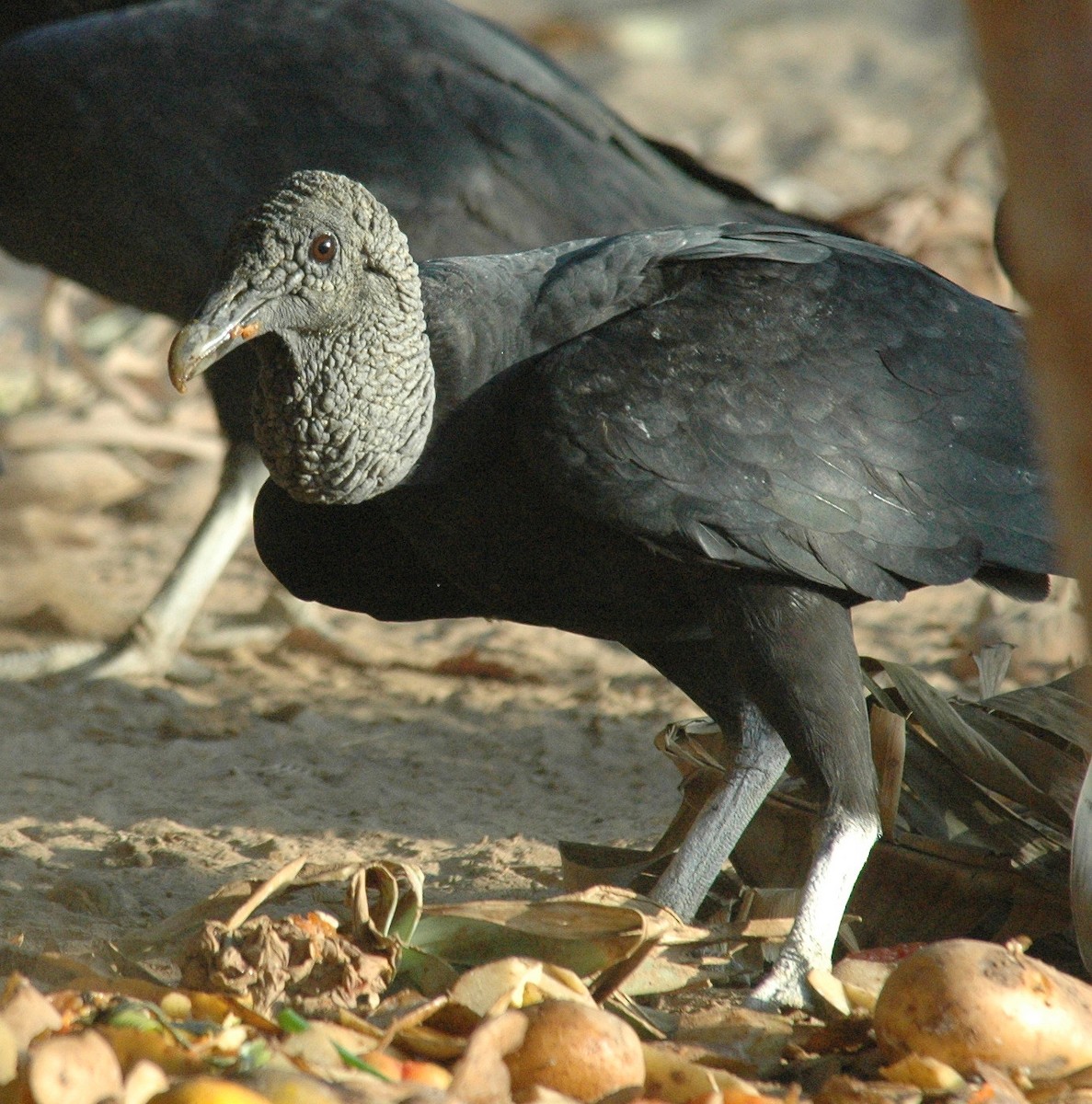 Black Vulture - ML639228100