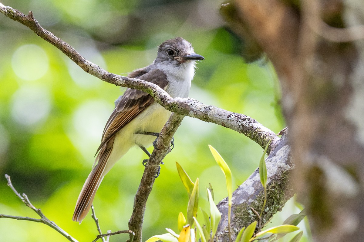 Lesser Antillean Flycatcher - ML639228200