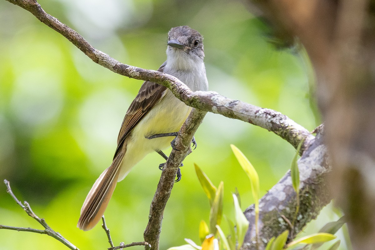 Lesser Antillean Flycatcher - ML639228201
