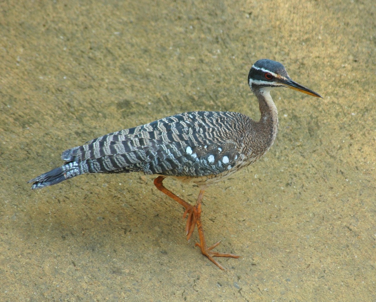 Sunbittern - ML639228202