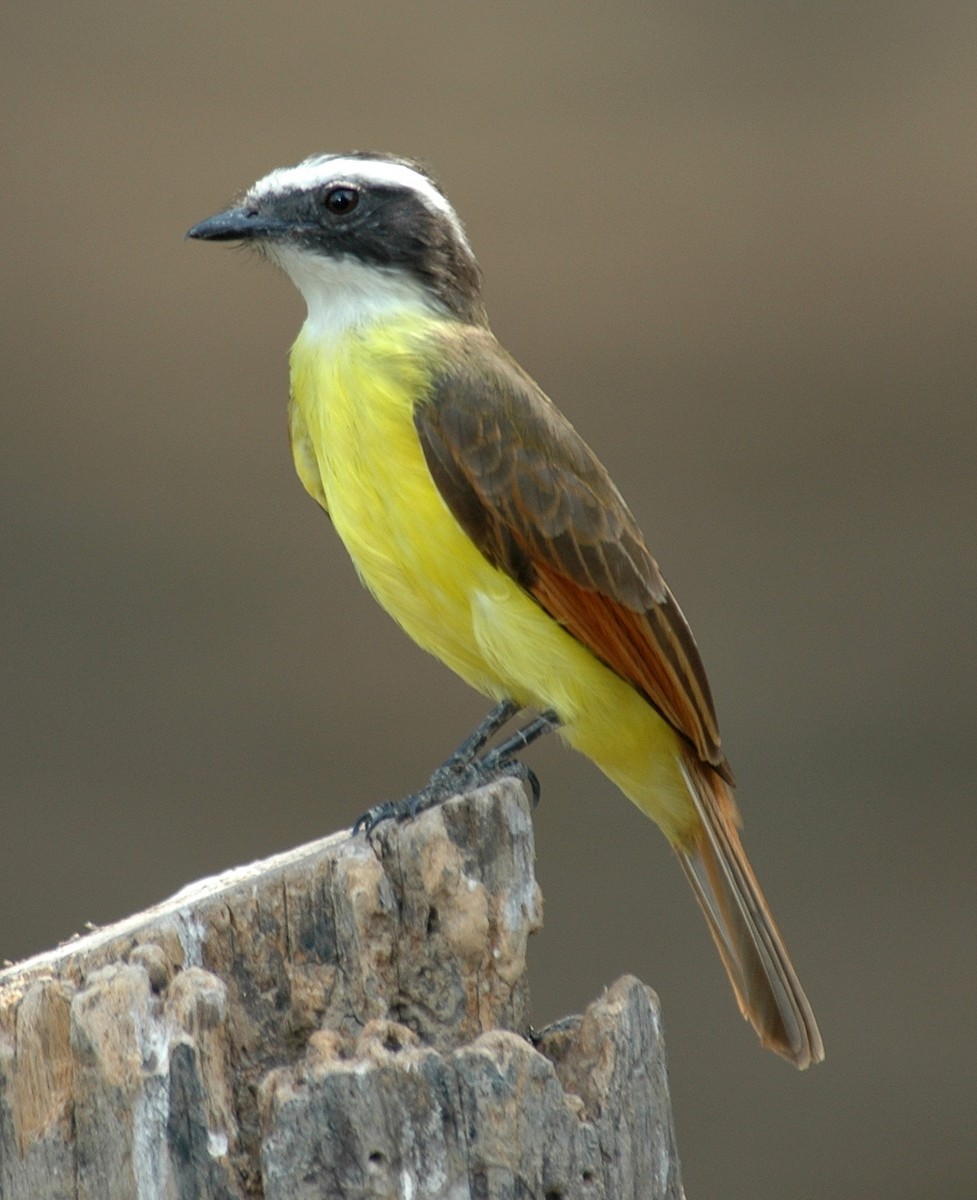 Rusty-margined Flycatcher - ML639228351