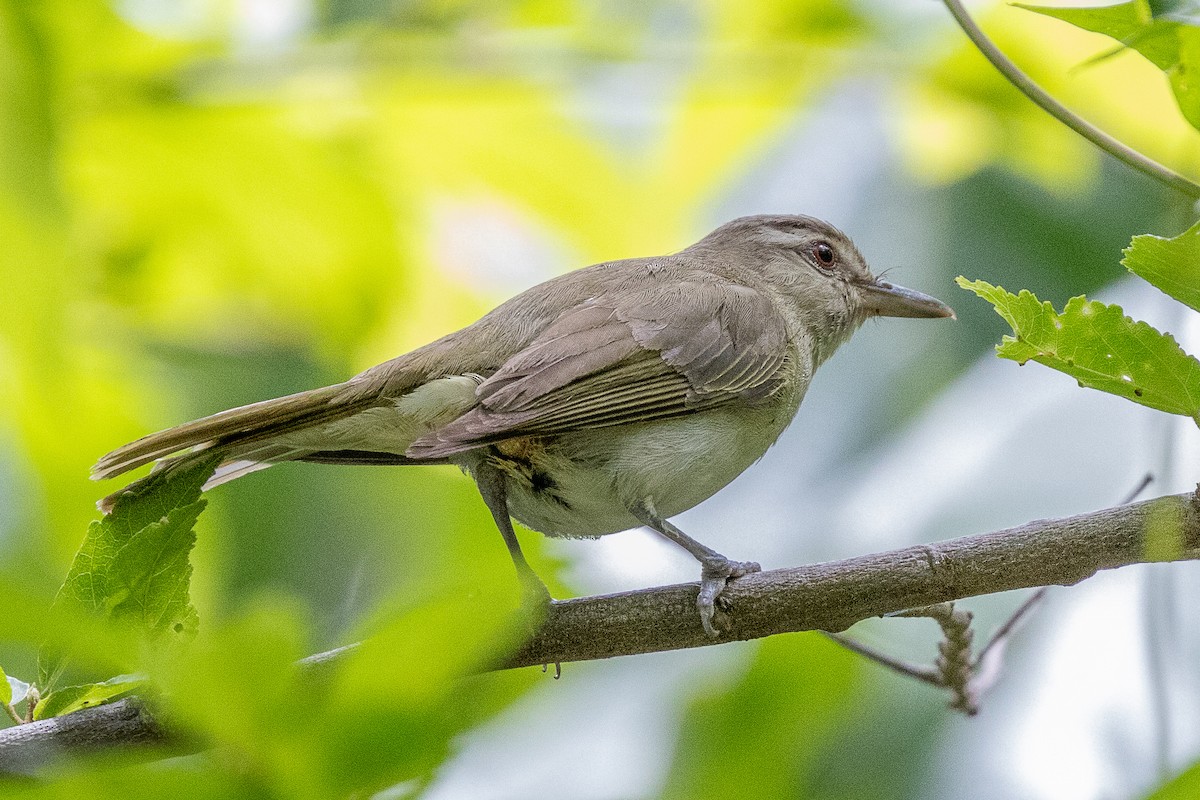 Black-whiskered Vireo - ML639228392