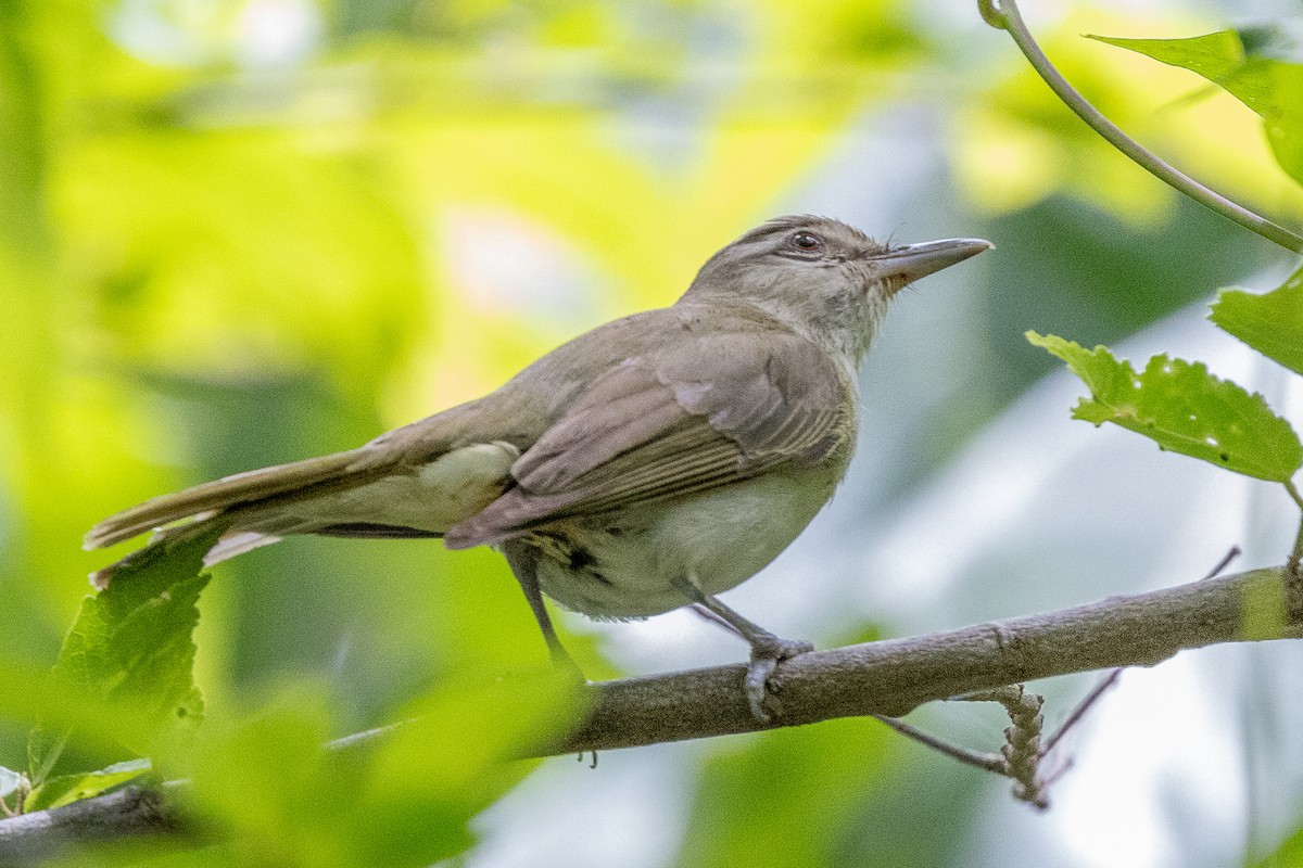 Black-whiskered Vireo - ML639228393