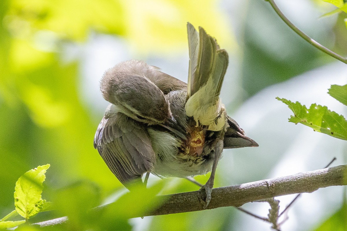 Black-whiskered Vireo - ML639228394