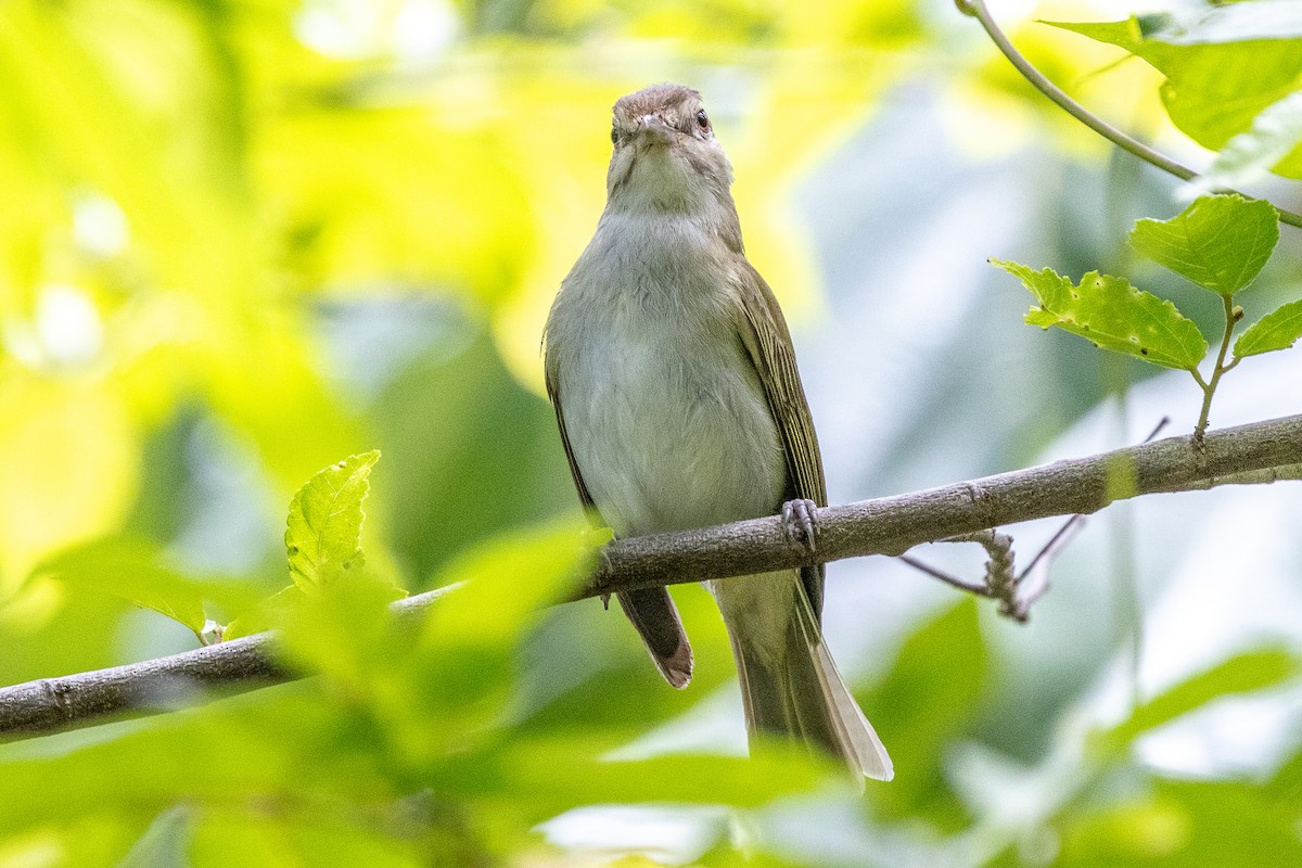 Black-whiskered Vireo - ML639228395