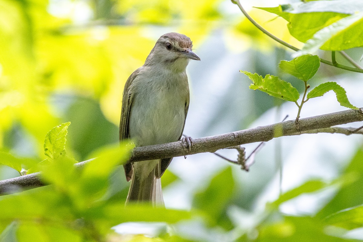 Black-whiskered Vireo - ML639228396