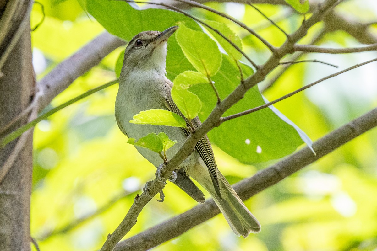 Black-whiskered Vireo - ML639228397