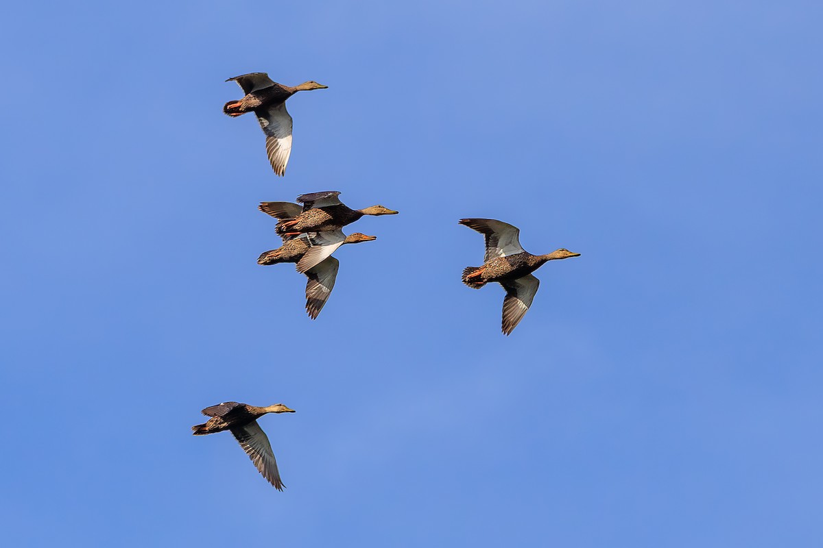 Mexican Duck - ML639228413