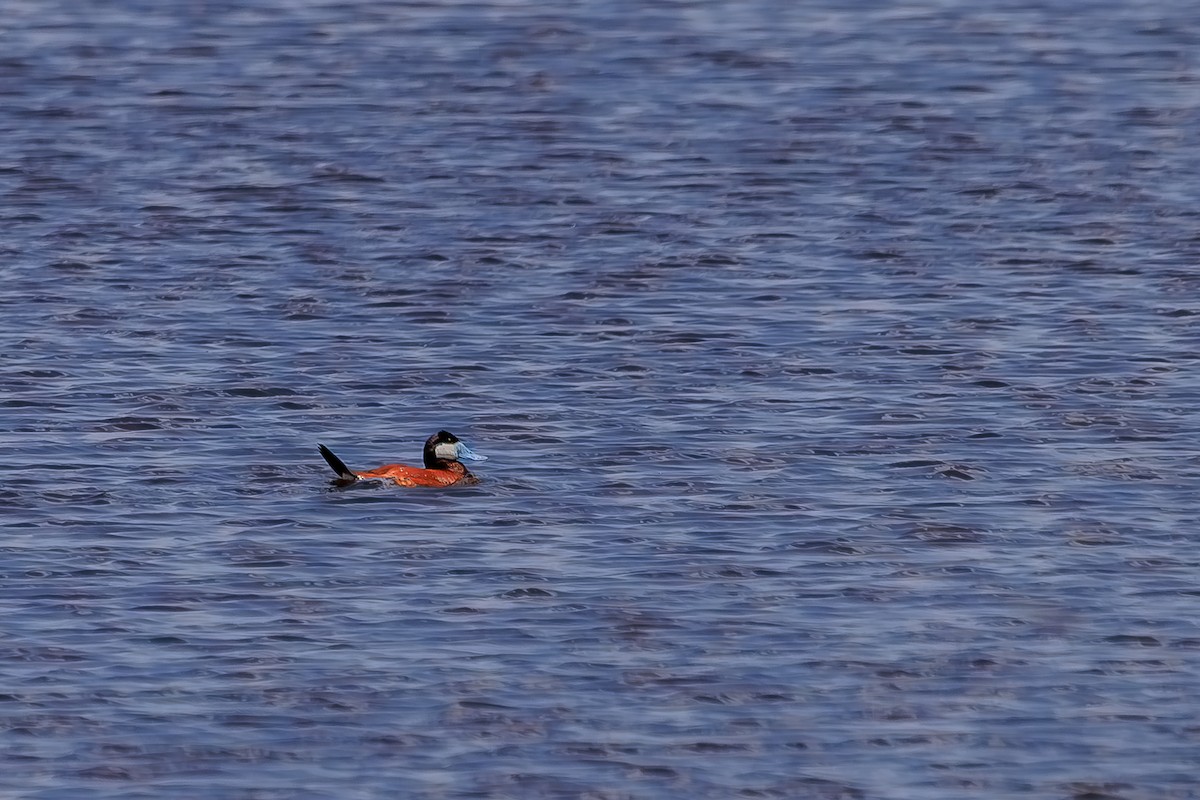Ruddy Duck - ML639228420