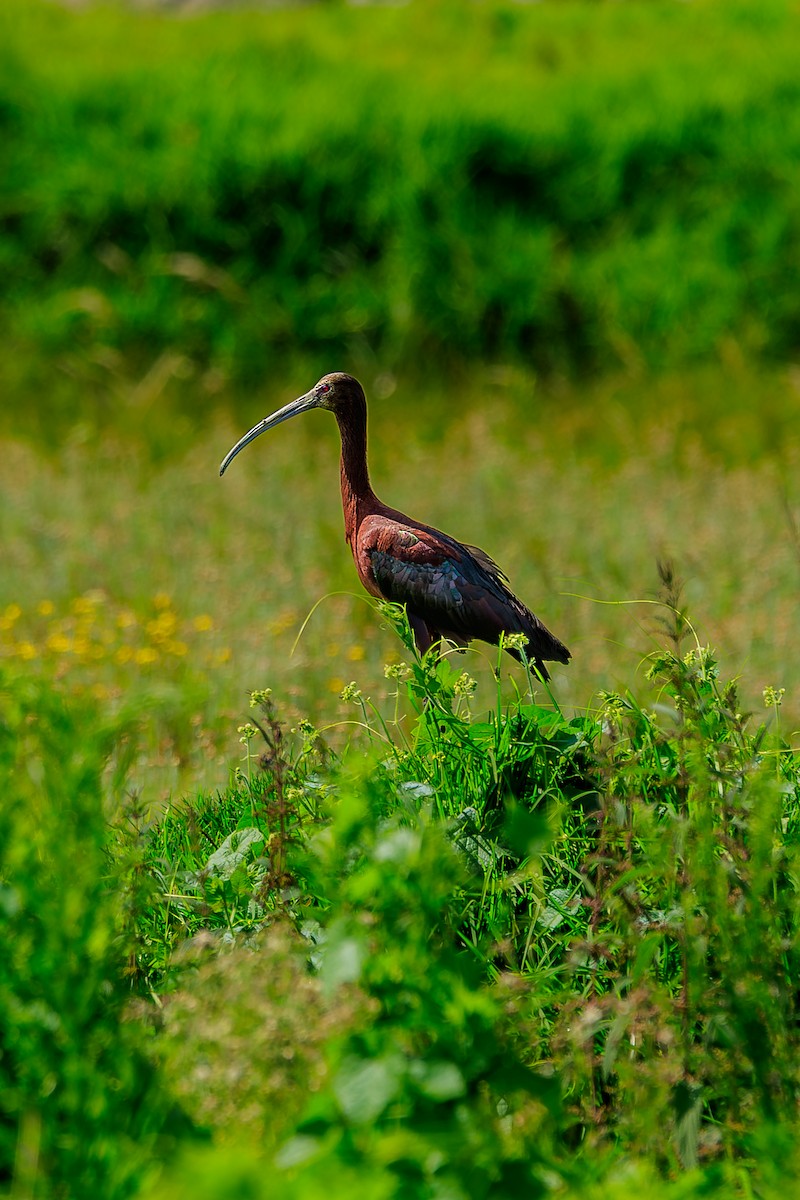 White-faced Ibis - ML639228445