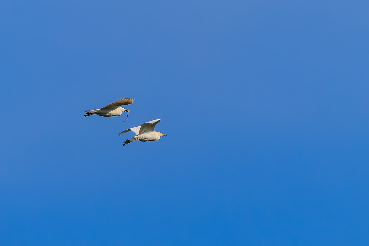 Western Cattle-Egret - ML639228451