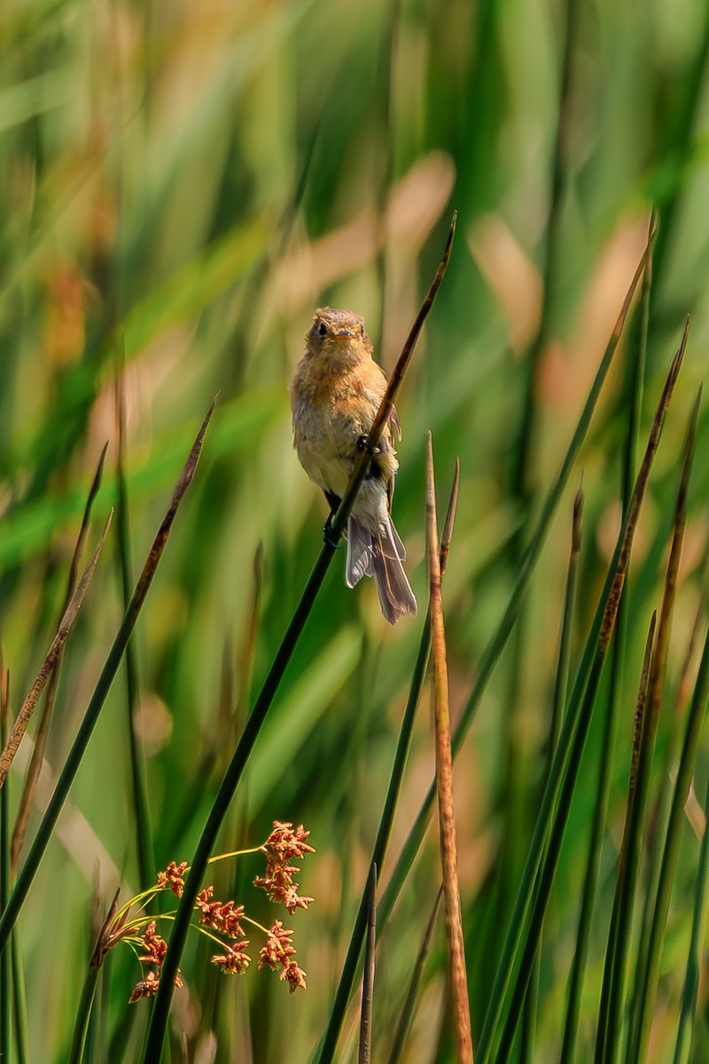 Buff-breasted Flycatcher - ML639228482