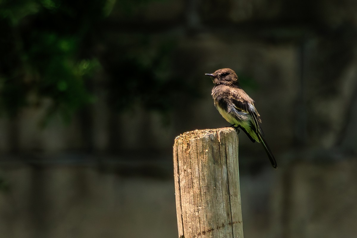Black Phoebe - ML639228497