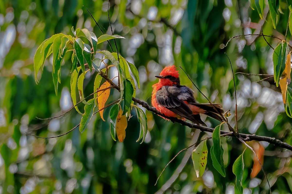 Vermilion Flycatcher - ML639228503