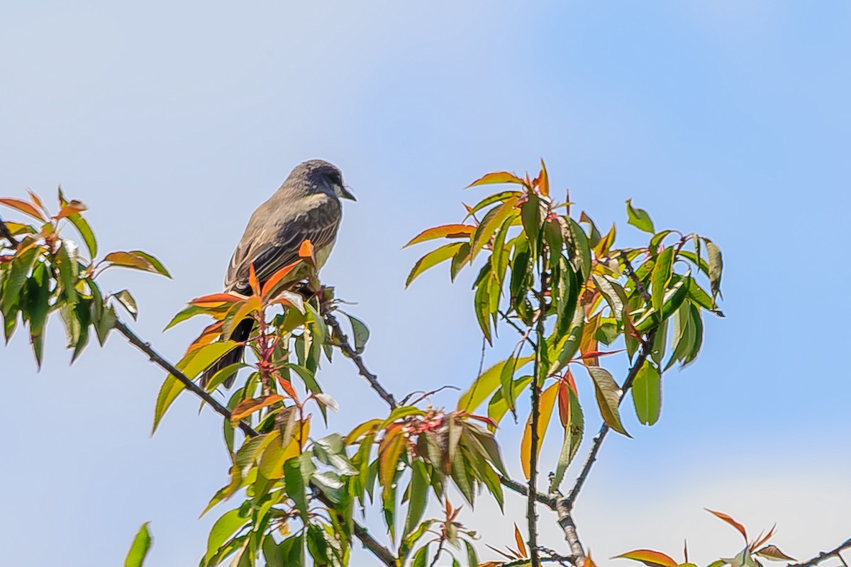 Cassin's Kingbird - ML639228511