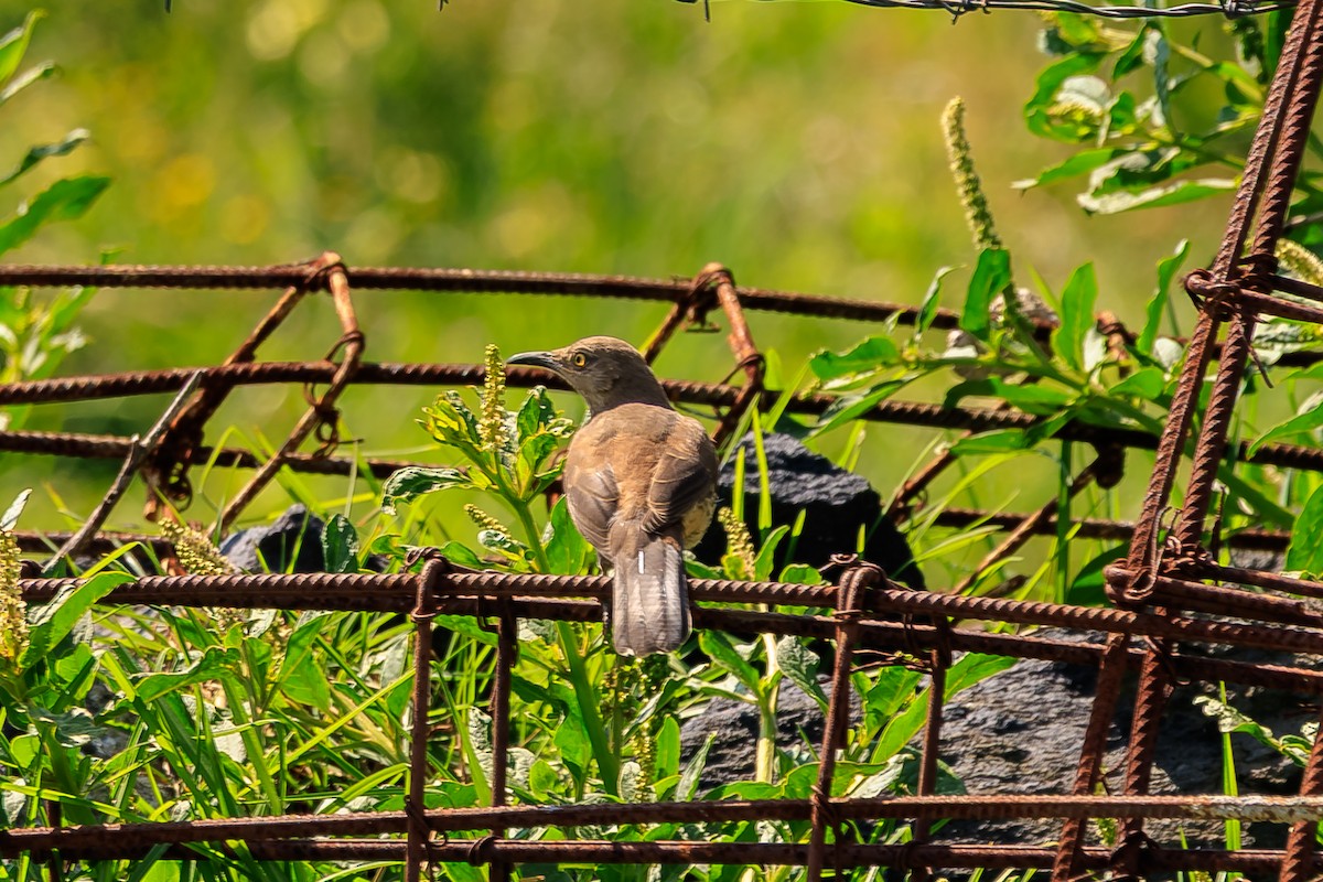 Curve-billed Thrasher - ML639228522