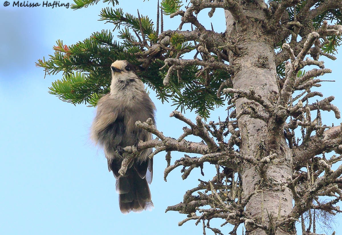 Canada Jay - ML639228526