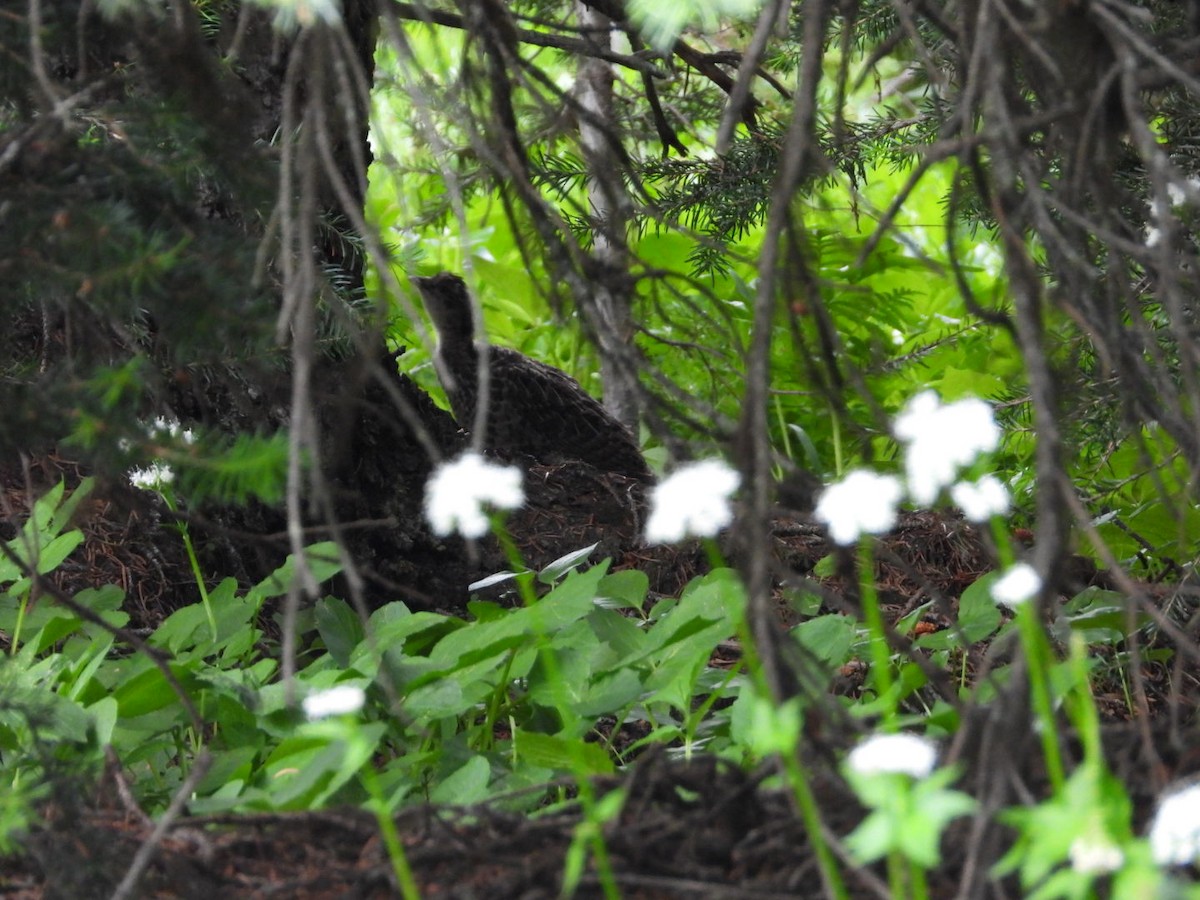 Sooty Grouse - ML639228541