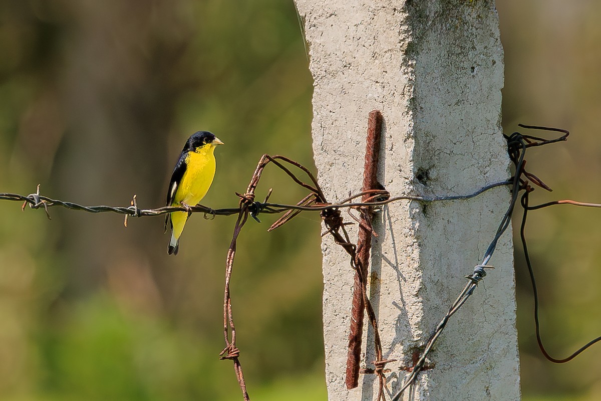 Lesser Goldfinch - ML639228544