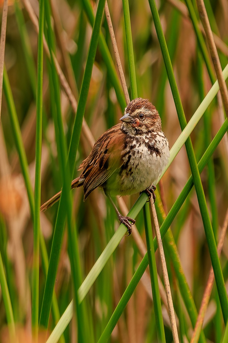 Song Sparrow - ML639228550