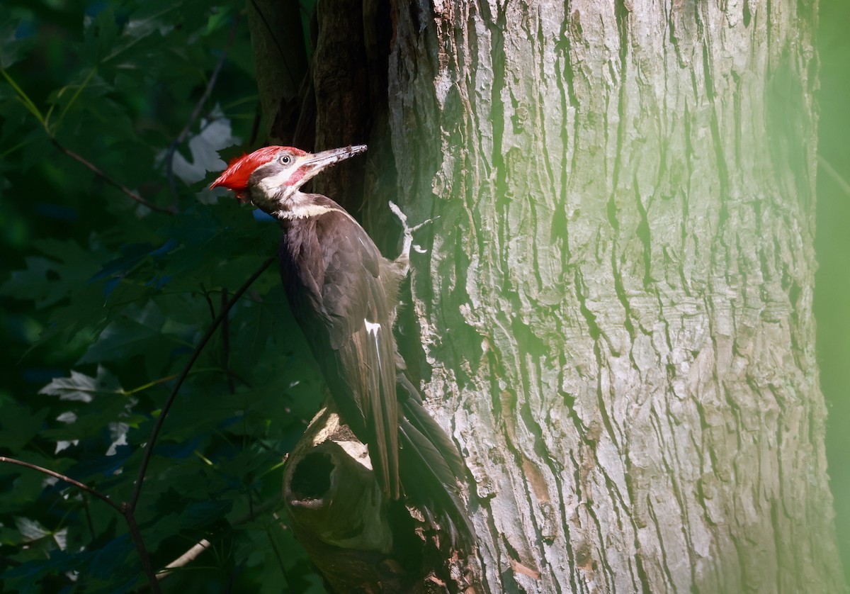 Pileated Woodpecker - ML639228629