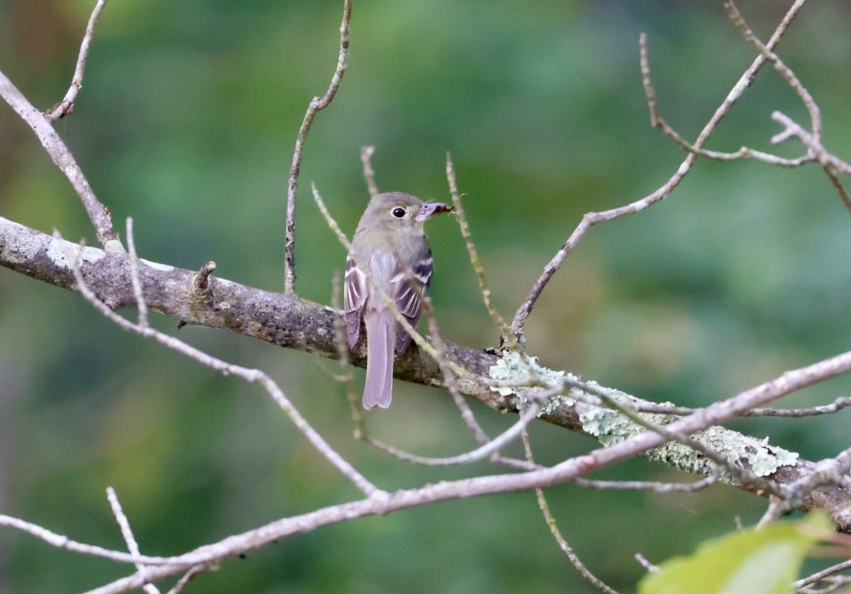 Acadian Flycatcher - ML639228640
