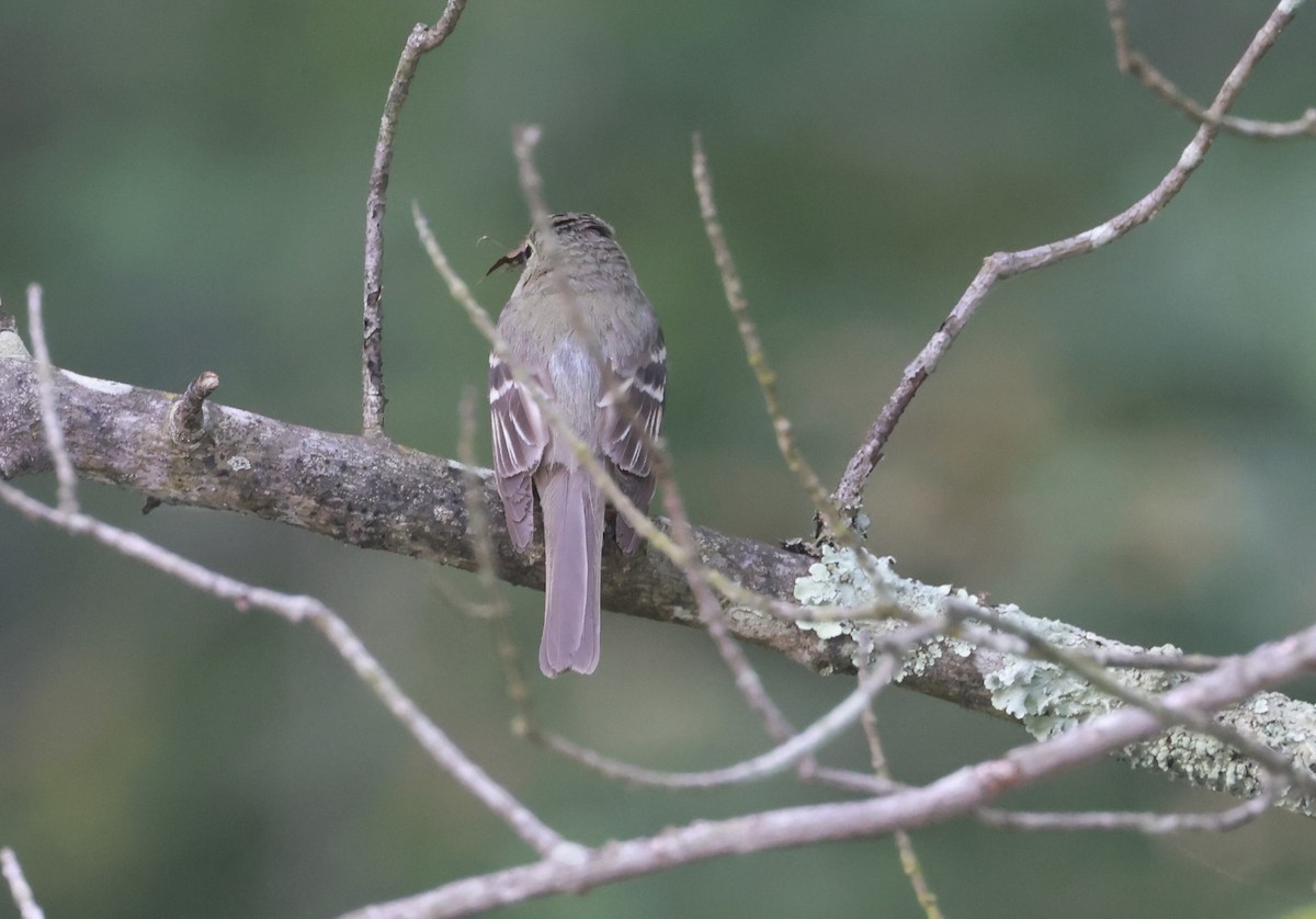 Acadian Flycatcher - ML639228641