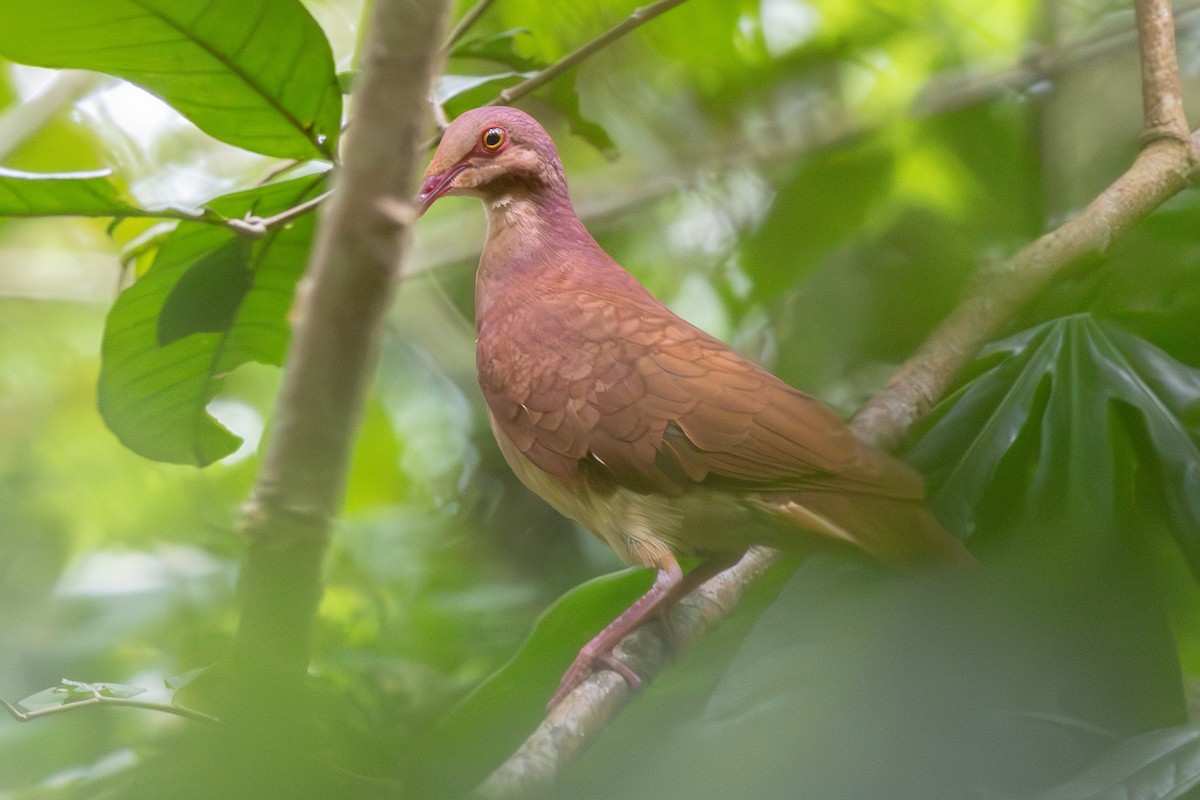 Ruddy Quail-Dove - ML639228810