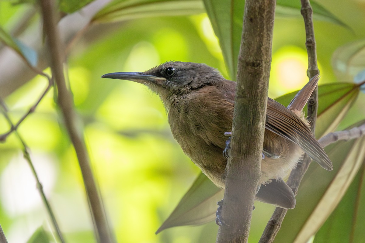 Brown Trembler - ML639228815