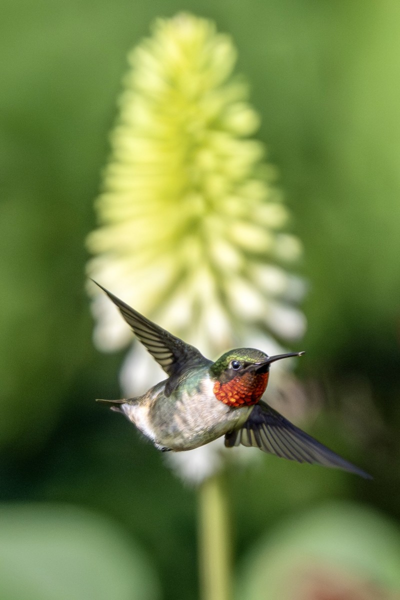 Ruby-throated Hummingbird - ML639228850
