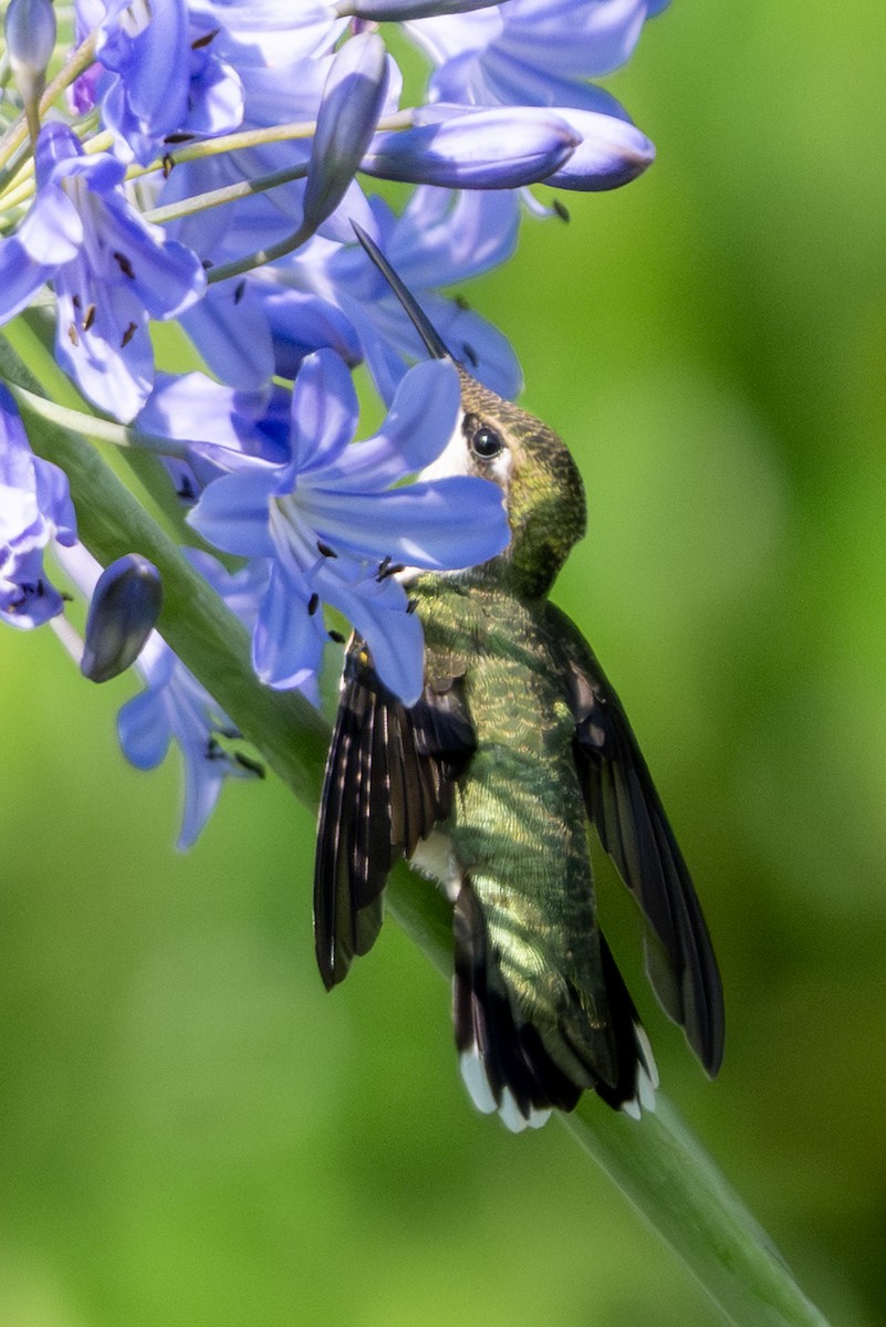 Ruby-throated Hummingbird - ML639228852