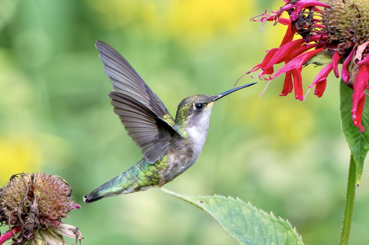 Ruby-throated Hummingbird - ML639228855