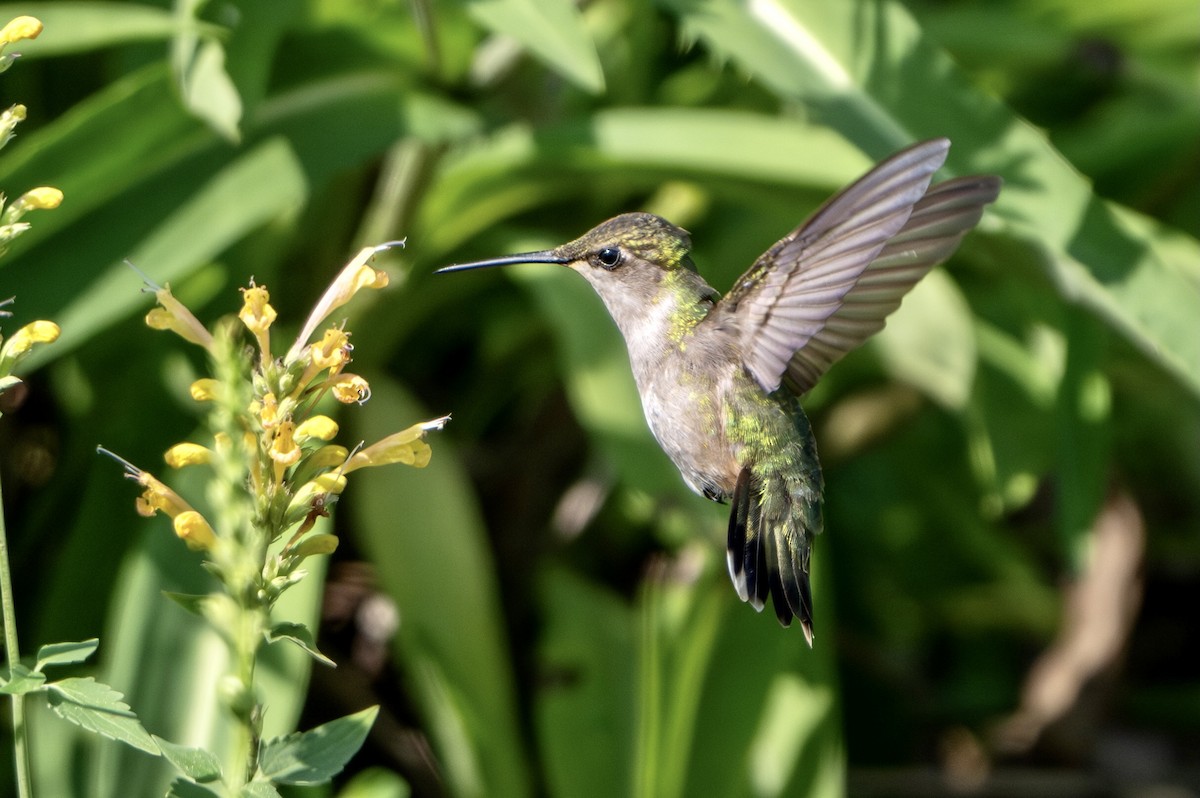 Ruby-throated Hummingbird - ML639228861