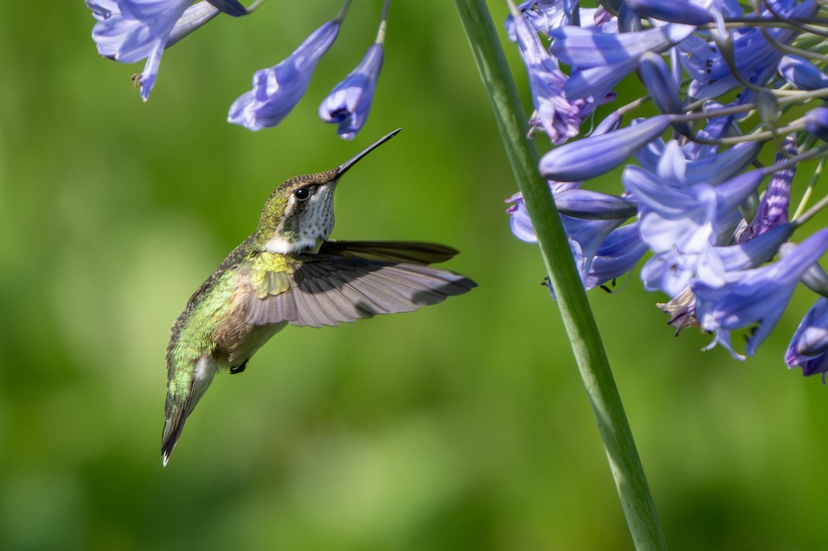 Ruby-throated Hummingbird - ML639228864
