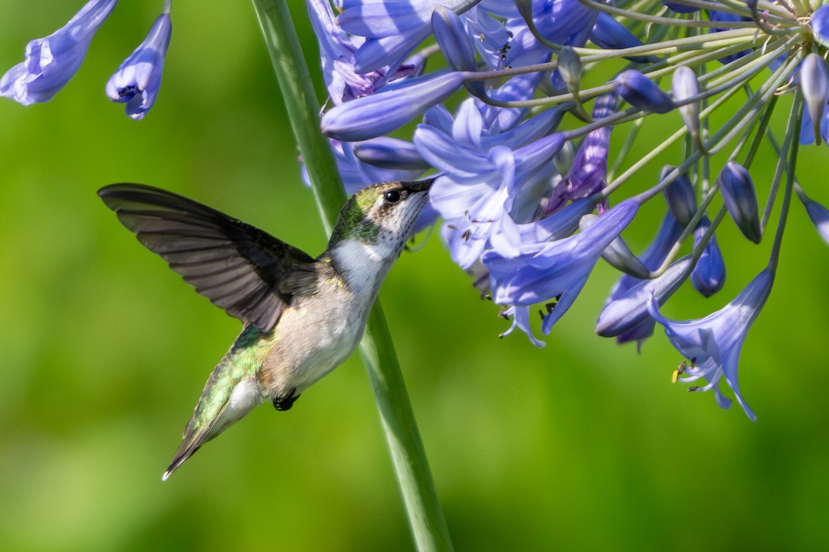 Ruby-throated Hummingbird - ML639228868
