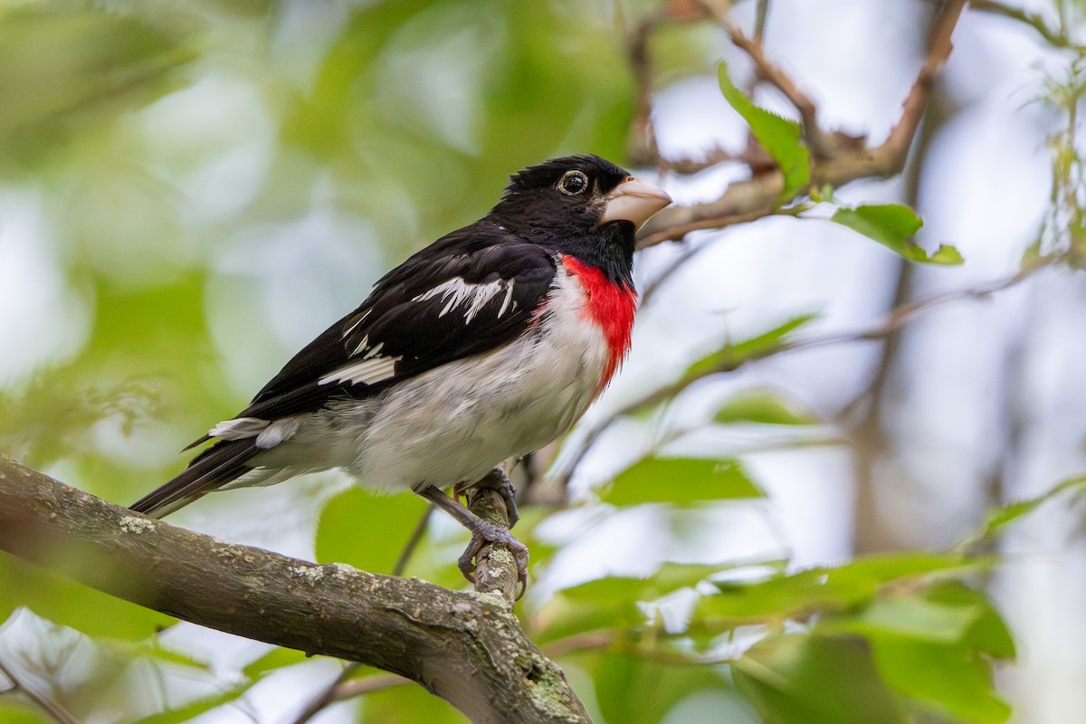 Rose-breasted Grosbeak - ML639228876