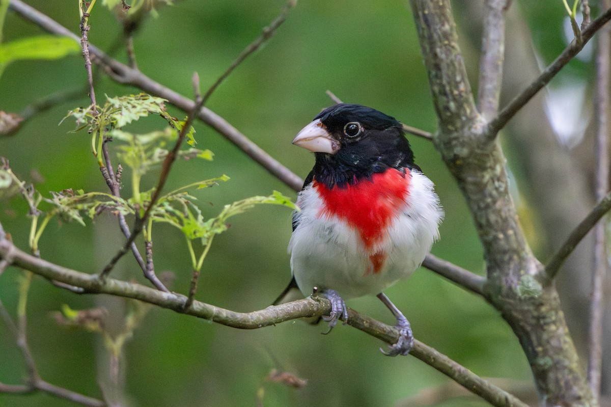 Rose-breasted Grosbeak - ML639228881