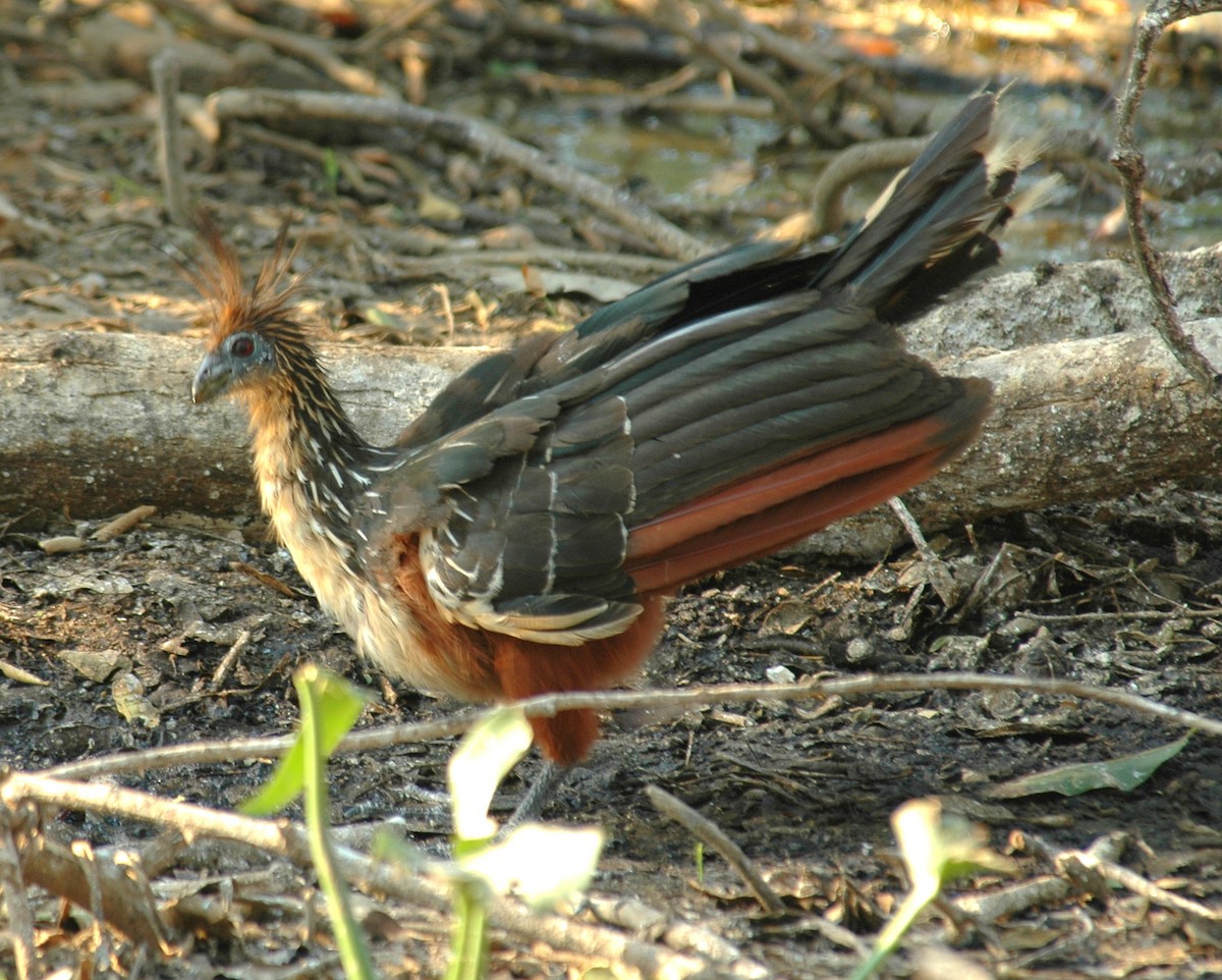 Hoatzin - ML639228912