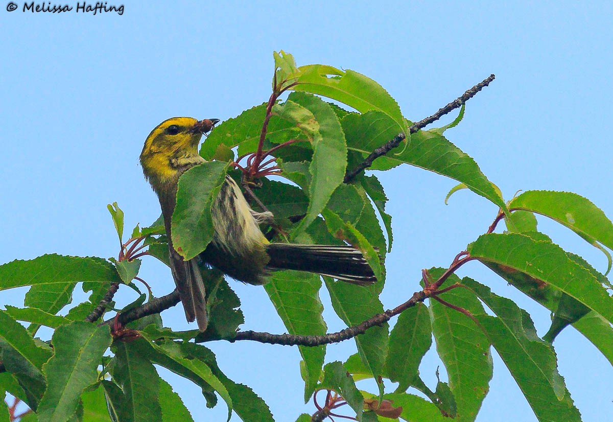 Black-throated Green Warbler - ML639228929