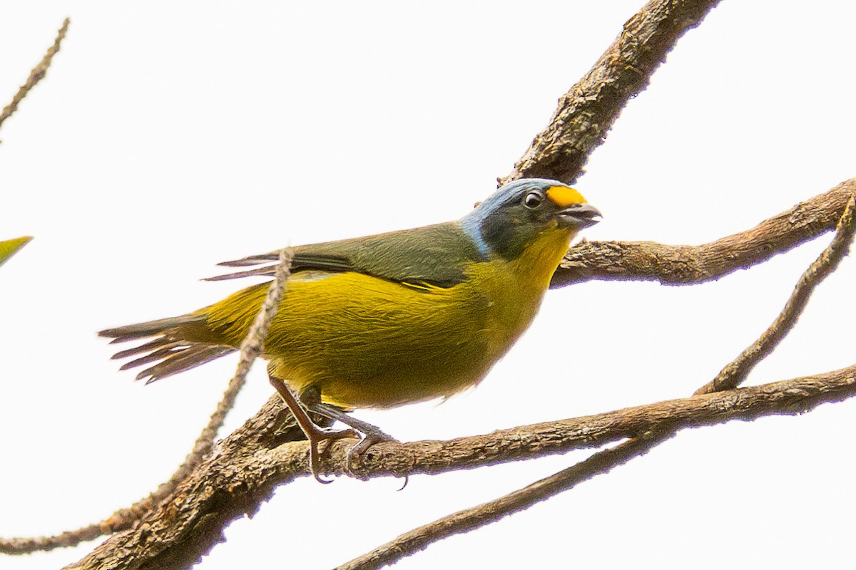 Lesser Antillean Euphonia - ML639228989